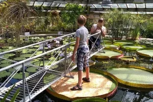 Кувшинка, лист которой выдерживает на воде вес ребёнка: