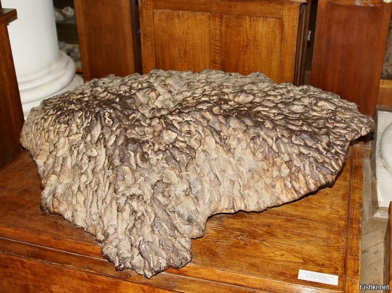 Сихоте-Алиньский метеорит (фрагмент) 440 кг