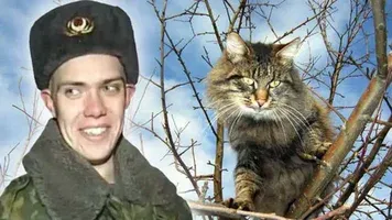 Спасение испуганного кота