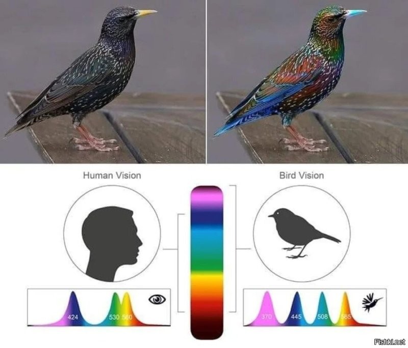 Цитата: "в наборе было несколько похожих между собой цветов."
Это так автор думает. Спектральный диапазон у птиц намного шире чем у человека, а цветовая гамма не так смешана, как у людей.