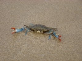 30 милейших фото животных, которые надолго зарядят позитивом