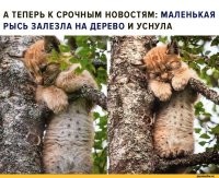 30 милейших фото животных, которые надолго зарядят позитивом