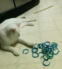 Моя не играет игрушками который я покупаю, но вот от этих колечек с баклажек тащится, но довольно быстро куда-то забрасывает, я еще не раскрыл ее нычку, но иногда она сама их от куда-то достает и играет.