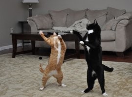 Непризнанный музыкальный гений