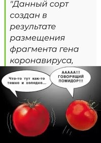 В Узбекистане разработали первую в мире съедобную вакцину от коронавируса на основе томатов