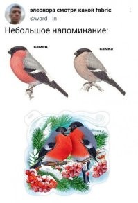 Половой диморфизм: несколько интересных примеров различий между полами в природе