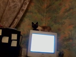 Помниццо, когда я моник поменял, Маруська дико на меня обижалась, такой грелки её лишил. Боже, как давно это было. )))