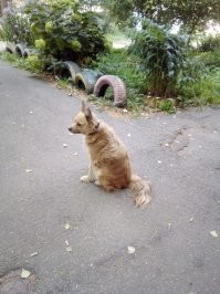 Моя Динка перегрызла полкресло. Пришлось выкинуть кресло.,,,((