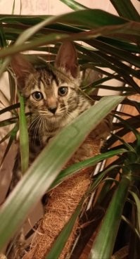 Коты — это любовь: 30 забавнейших фото с котейками