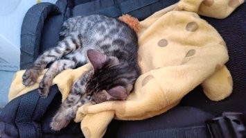 Коты — это любовь: 30 забавнейших фото с котейками