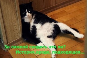 Кот обнаружил конкурента в доме хозяев