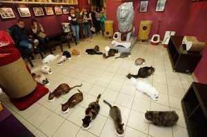 Надо было официально принять кота на работу по охране продуктов от мышей и крыс как это сделано в Эрмитаже... И тогда не один мелкий мерзавец не посмеет гадить на магазин...