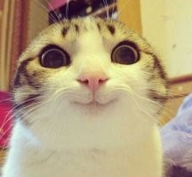 Кот, который любит "улыбаться"