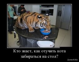 Даже большой каракал в душе обычный котик