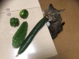 Кусь любви, нелюбви и не только