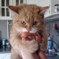 Кусь любви, нелюбви и не только