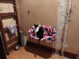 мой гуляет на улице, его все знают  в подезде , бывает уезжаю на пару дней. Сделал ему кормушку и диван в подезде