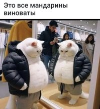 «Застрял»: котик показал, чем может обернуться долгое новогоднее застолье
