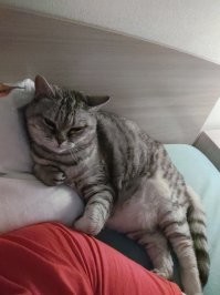 Ментальный кусь)