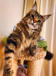 моё домашнее мурчало