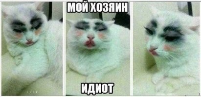 Пользователи маркетплейсов начали красить своих питомцев в разные цвета