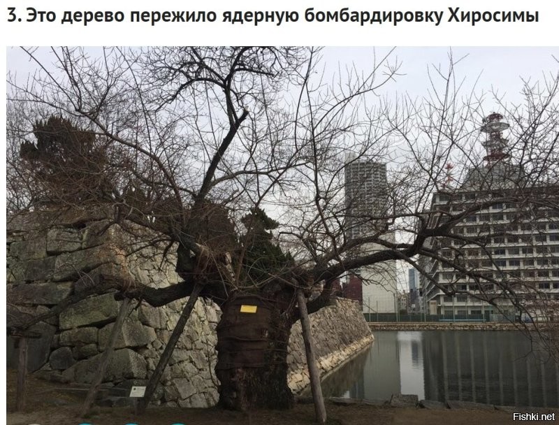 Если на снимке не зима ,то дерево явно не пережило бомбардировку. 
Вижу на снимке мертвое дерево.