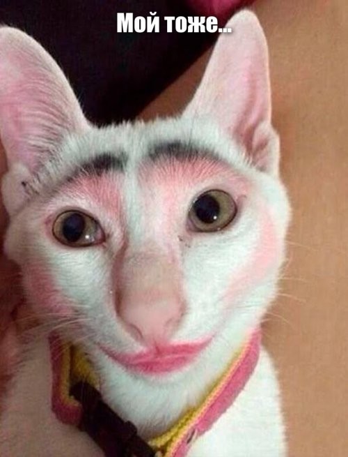 Пользователи маркетплейсов начали красить своих питомцев в разные цвета