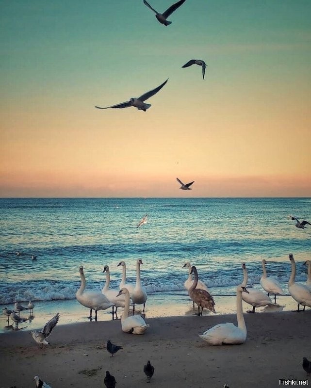 Как обычно минус таким постам без упоминания России. Не упомянуть нашу страну при заголовке "13 любопытных фотографий со всего света", это равно плевку в лицо.
 Как пример что в России более чем много разного необычного, красивого, интересного и фотографий оного, мой личный архив нашего маленького уголка нашей огромной и прекрасной страны. 

 Вот новое здание Музея Мирового океана,  лиса с Куршской косы, лебеди на берегу зимней Балтики и просто само изменчивое и прекрасное Балтийское море.