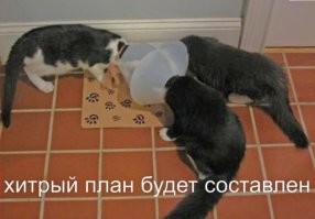 30 уморительных кадров с котами, которые поднимут настрой