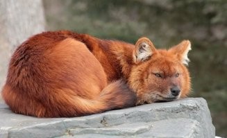 Это и есть те самые  "рыжие собаки" из "Маугли".