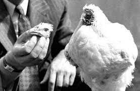 Мухи вполне себе без головы бегают. Не знаю сколько,лень было долго наблюдать. Недавно про курицу писали - полтора года без головы прожила.