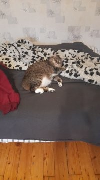 Собирался на работу, нечаянно разбудил кошку..