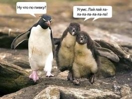 25 комичных животных от Comedy Wildlife Photography Awards