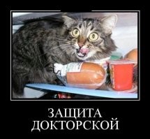 Кухонные грабители, на которых сложно обижаться