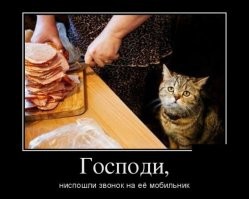 Кухонные грабители, на которых сложно обижаться