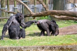 "Все русские тёлки - шлюхи, от и до!": подросток из Оренбурга оскорбил девушек, испугался и извинился