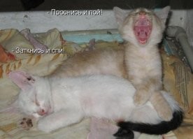 25 комичных животных от Comedy Wildlife Photography Awards