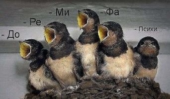 25 комичных животных от Comedy Wildlife Photography Awards