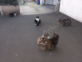 30 уморительных кадров с котами, которые поднимут настрой