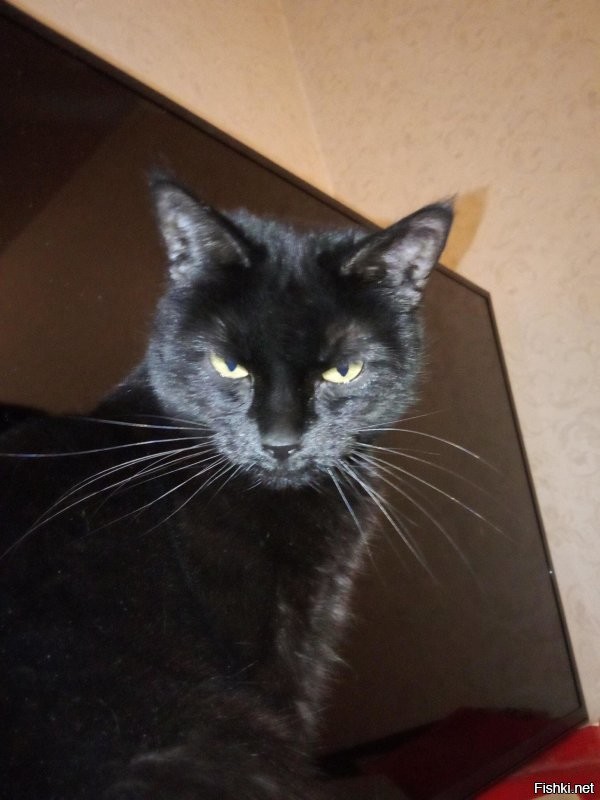 Цук, 43 тож, у самого такое же черетило)))) (тоже бездомное) люто плюсую... бонус