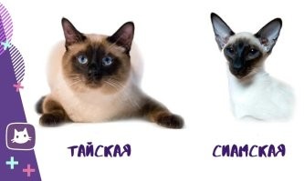 Мужчина быстро успокоил злую кошку