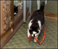 Кухонные грабители, на которых сложно обижаться
