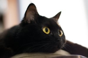 Привет ровеснику 
Вот тебе и моя, подобранная на улице симпатяга.