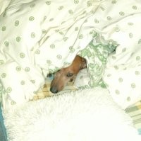 У нас сейчас подморозило, вот, уговариваю своего пса идти погулять.....не хочет.....