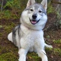 "...сибирским хаски..."??? Нету в Сибири никаких хасок! Лайка там! Псу под хвост все эти ваши  названия заграничные!