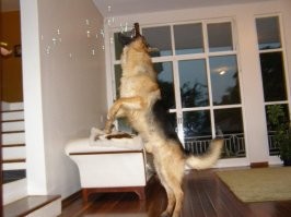 Мой мальчик. Уже на радуге. Прожил 14 лет