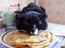 Кот нашёл себе приключение на пустом месте