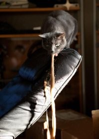 Билан "усыновил" на Донбассе кота Шахтёра, Vacío готовится служить в оркестре, а Волочкова просто возмущается