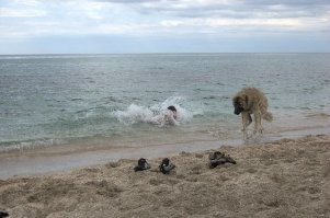 Мой выбор...был.
Метровый забор- не проблема, Подпорная стена с небольшим наклоном, 3+ метра- легко!
На котов с рождения пох, на собак тоже (ну кроме как поиграть).
Печеньку в одной из 5 пачек сигарет, находила, на свободной территории периметр сама брала под охрану (и этому уже не учили, порода такая).
С детьми играла, чужих взрослых могда боком от детей отталкивать рыча и ни грамма дикой агрессии, всё строго по командам!