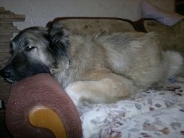 Мой выбор...был.
Метровый забор- не проблема, Подпорная стена с небольшим наклоном, 3+ метра- легко!
На котов с рождения пох, на собак тоже (ну кроме как поиграть).
Печеньку в одной из 5 пачек сигарет, находила, на свободной территории периметр сама брала под охрану (и этому уже не учили, порода такая).
С детьми играла, чужих взрослых могда боком от детей отталкивать рыча и ни грамма дикой агрессии, всё строго по командам!